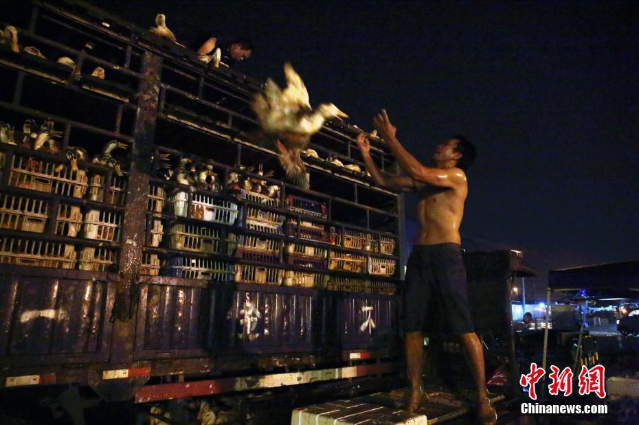 宝可梦传说阿尔宙斯小球飞鱼在哪获得